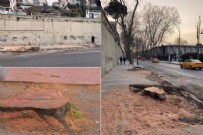  İBB  - İBB'nin kestiği asırlık çınarlar peyzaj şirketi kurbanı mı?