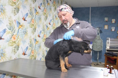 Mersin'de Köpege Kan Donduran Iskence