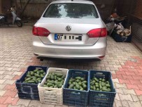 Bahçeden 4 Kasa Avokado Çalan Hirsizlik Süphelisi Yakalandi