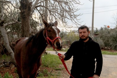 Çaldigi Atla Markete Girip Attan Kasada Indi