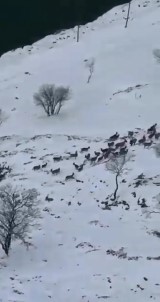 Elazig'da Dag Keçileri Sürü Halinde Görüntülendi