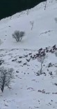 Elazig'da Dag Keçileri Sürü Halinde Görüntülendi Haberi