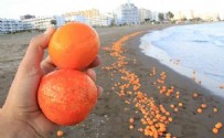 MERSIN - Mersin'de sahil portakal doldu! Görenler şaştı kaldı!