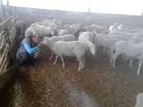 Yolu Kapatilan Besici Kadin Açlik Grevine Basladi