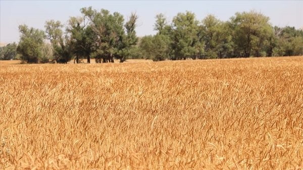 Tarımda gelir garantili alım sistemi! Başkan Erdoğan talimatı verdi!