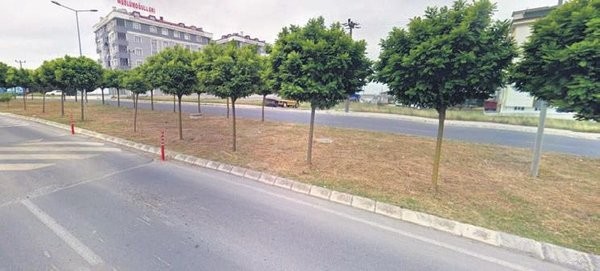 CHP'li belediyeler pes dedirtti! İBB'den sonra Tekirdağ belediyesinden ağaç katliamı!