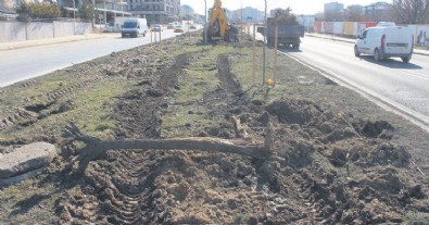 CHP'li belediyeler pes dedirtti! İBB'den sonra Tekirdağ belediyesinden ağaç katliamı!