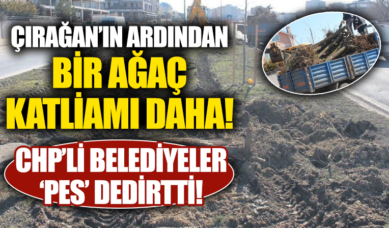 CHP'li belediyeler pes dedirtti! İBB'den sonra Tekirdağ belediyesinden ağaç katliamı!