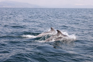 Dans Eden Yunuslar Mudanya'da Görüntülendi