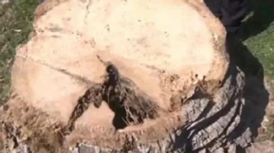 İstanbul'dan sonra İzmir'de ağaç katliamı! CHP'li belediye Kültürpark'ın sembollerini kesti!