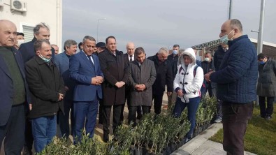 Samsun'da Zeytin Yetistiriciligi Artiriliyor