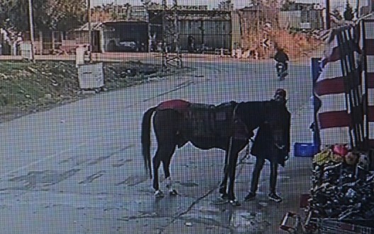 Çaldığı atla alışverişe gitti! 'Lamborghini verseler...'