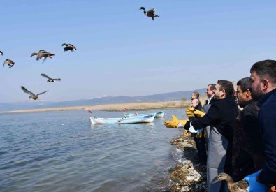 Iznik Gölü'nde Kaçak Avcilardan Kurtarilan 56 Ördek Artik Özgür