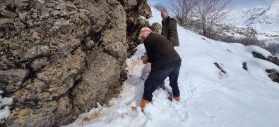 Karliova Kirsalina 550 Kilo Yem Birakildi