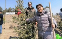 'Kütahya, Orman Ve Tabiat Varligi Bakimindan Türkiye Ve Dünya Ortalamasinin Üzerinde'