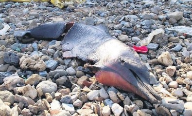 Onlarca yunus kıyıya vurdu!