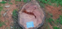 AK PARTI - Ekrem İmamoğu ağaç katliamından değil görüntülerden rahatsız oldu!