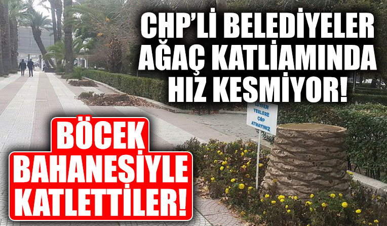 İstanbul'dan sonra şimdi de İzmir! CHP'li belediyeler ağaç katliamında hız kesmiyor!