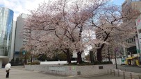 Japonya'da Kiraz Çiçegi Mevsimi Basladi