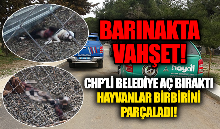 CHP'li Çanakkale Belediyesi'nin barınağında aç bırakılan hayvanlar birbirini parçaladı!