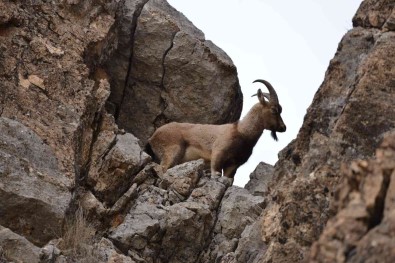 Tunceli'de Koruma Altinda Bulunan Yaban Keçileri Görüntülendi