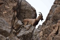 Tunceli'de Koruma Altinda Bulunan Yaban Keçileri Görüntülendi Haberi