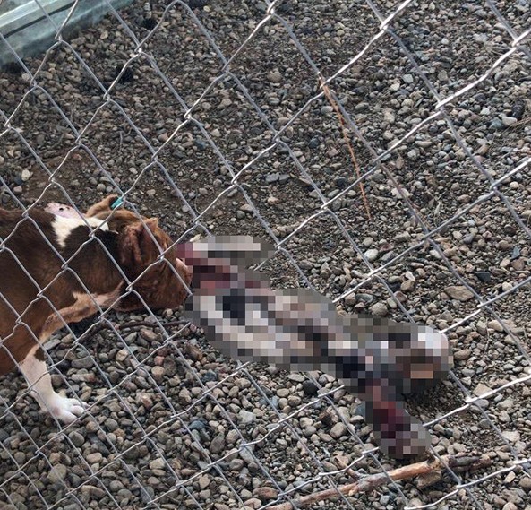 CHP'li Çanakkale Belediyesi'nin barınağında aç bırakılan hayvanlar birbirini parçaladı!