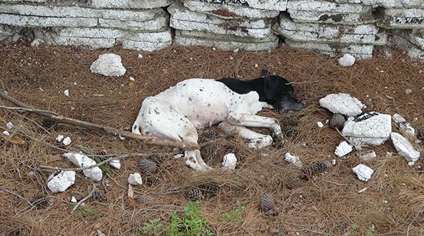 CHP'li Çanakkale Belediyesi'nin barınağında aç bırakılan hayvanlar birbirini parçaladı!