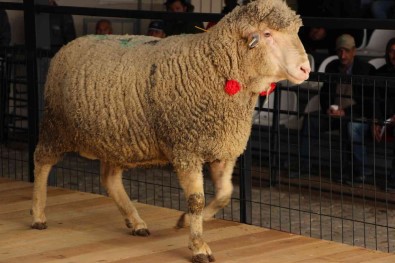 Merinos Irki Koç 12 Bin 500 Liradan Satildi
