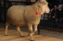 Merinos Irki Koç 12 Bin 500 Liradan Satildi