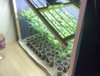 Baskent'te 152 Kök Hint Keneviri Ele Geçirildi