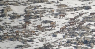 Yaban Keçisi Sürüsü Ile Kurtlar Ayni Karede