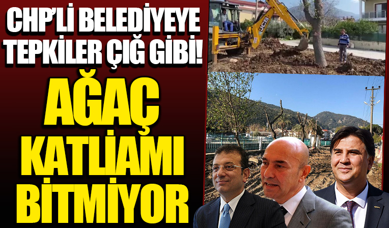 CHP'li belediyeler katliamlara devam ediyor! Sığla ağaçlarına da kıydılar