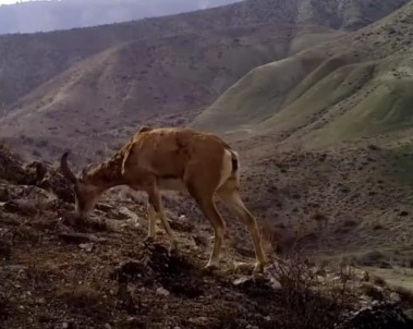 Yaban Hayvanlarinin Görüntüsü Sosyal Medyada Büyük Ilgi Gördü