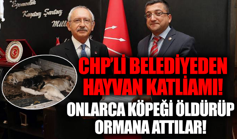 CHP'li belediye onlarca köpeği öldürüp ormana attı!