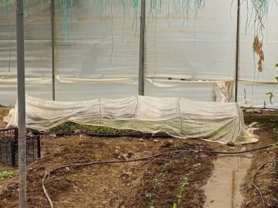 Sera Içerisinde 243 Kök Kenevir Bulundu