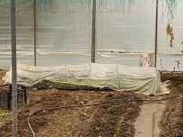 Sera Içerisinde 243 Kök Kenevir Bulundu