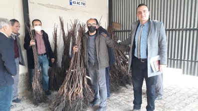Simav'da Çiftçilere 4 Bin 800 Adet Ceviz Fidani Dagitildi