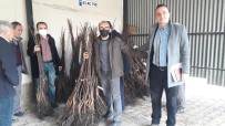 Simav'da Çiftçilere 4 Bin 800 Adet Ceviz Fidani Dagitildi