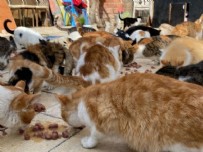  ELAZIĞ - Elazığ'da Nuriye Teyze, 70 kedinin annesi oldu!