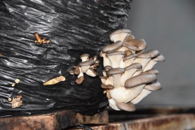 Okulun Çevresini Düzenlemesi Ve Onarmasi Sartiyla Mantar Üretimi Yapiyor