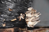 Okulun Çevresini Düzenlemesi Ve Onarmasi Sartiyla Mantar Üretimi Yapiyor