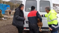 Gerede'de Barinakta Kötü Sartlardaki Köpekler Düzce'ye Gönderildi Haberi