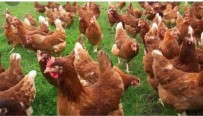 Köy Muhtari Ekonomiye Katki Için 300 Yumurta Tavugu Ve Besi Yemi Dagitti Haberi