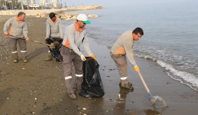 Akdeniz'de Kiyilar Ölü Zehirli Denizanalarindan Temizleniyor