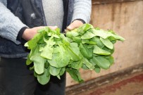 Eskisehir'de Üretilen Yesillikler Istanbul Piyasasina Sevk Ediliyor