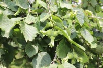 Samsun'da Findik Üreticisine 84 Milyon TL Destek