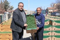 Aksaray'da Üreticilere 1 Milyon Fide Dagitildi Haberi