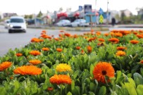 Mersin'de 3 Ayda 197 Bin Bitki Toprakla Bulusturuldu