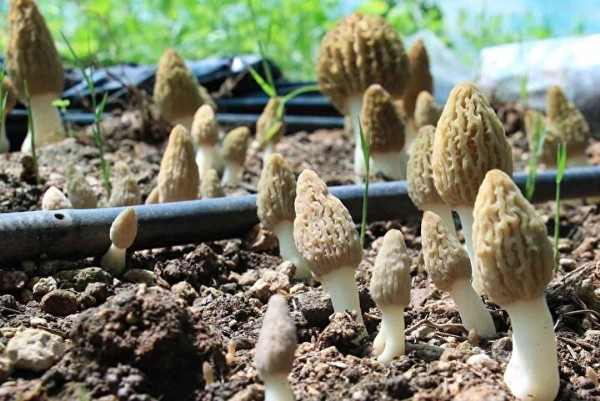 Türkiye'de ilk defa üretimi yapıldı: Tazesinin kilosu 400, kurusu 3 bin TL